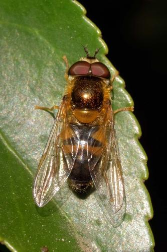 Réf. 295 584 : Epistrophe eligans